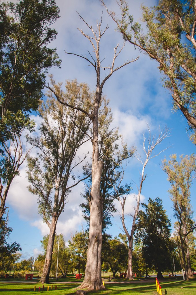 recambio arboles (1)