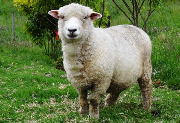 Cuanto-vive-una-oveja