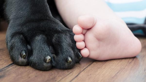 La maduración en los perros varía según la raza (Shutterstock)