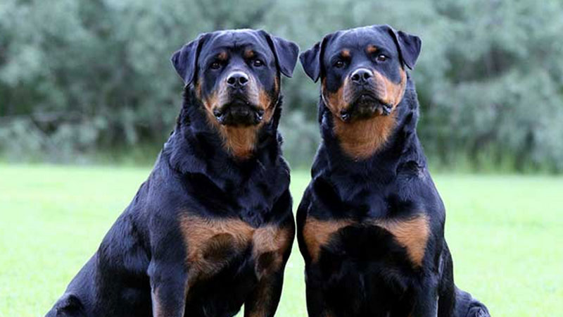 rottweilers