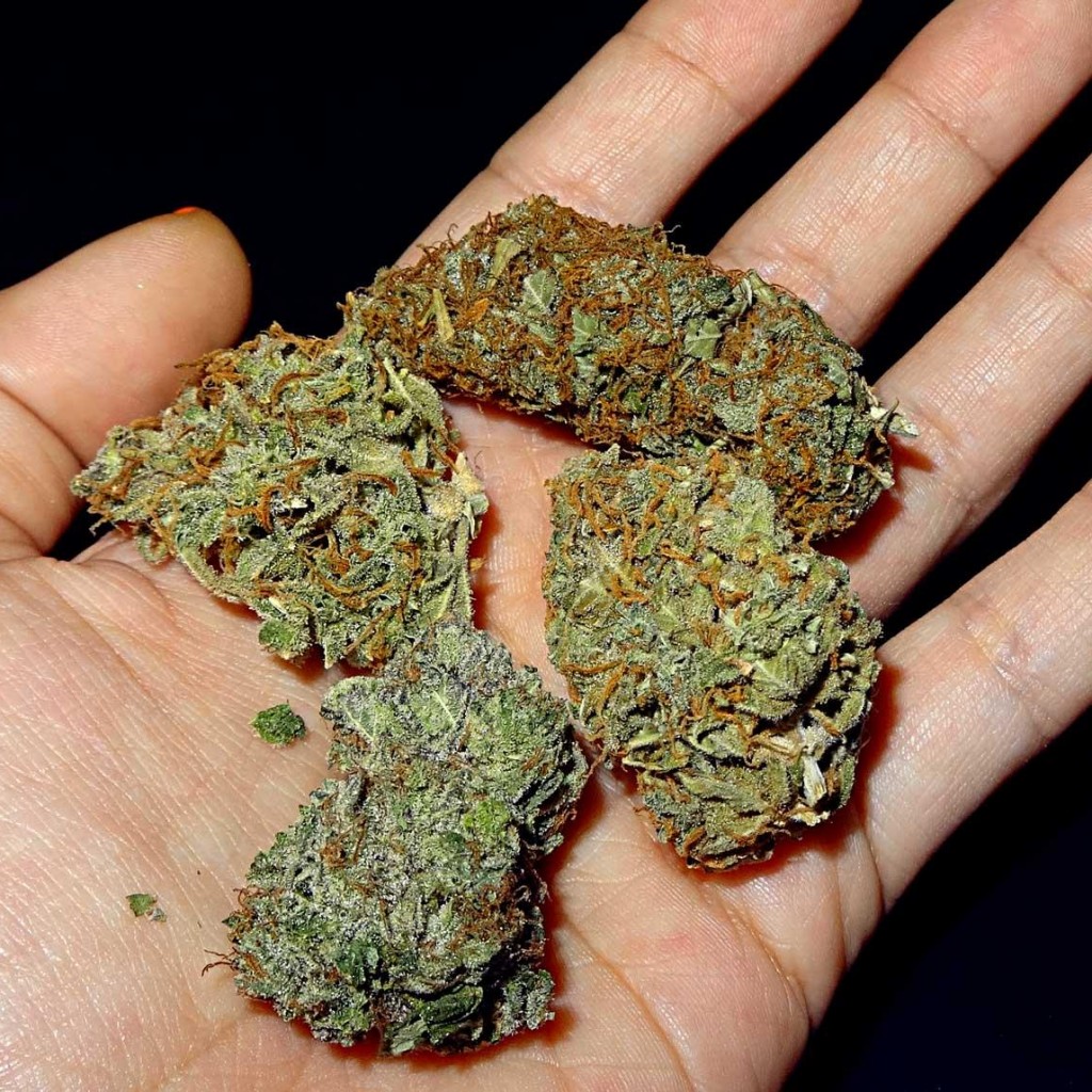 cannabis-buds-in-hand-1024x1024