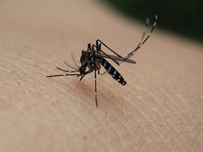 p8-dengue