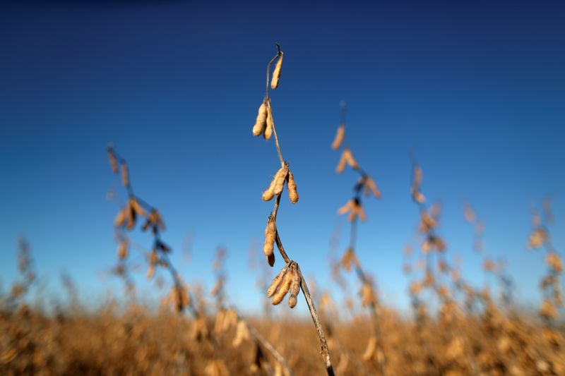 Foto de archivo - Plantas de soja en sembradío de campo ubicado en Chivilcoy, provincia de Buenos Aires, Argentina. Abr 8, 2020. REUTERS/Agustin Marcarian