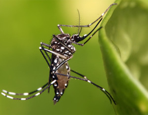 dengue6